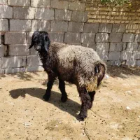 میش و بره
