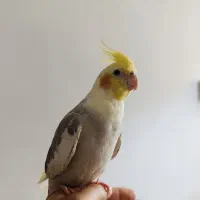 عروس هلندی دستی و آرام