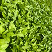 انواع نهال گوجه، فلفل و بادمجان (رضوانی)