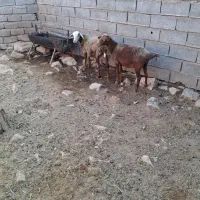 دوراس بره ماده رومانوف ویک راس بر نره همو