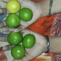 فروش 6 کیلو لیو یکجا