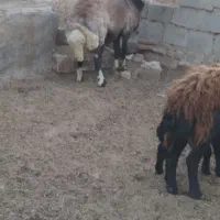 قوچ اصل افشار