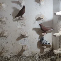 پرشی هر3تا نر