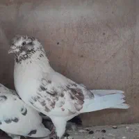 یه جفت کفتر