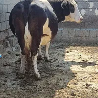 گاو ابستن