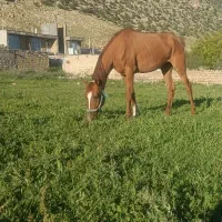 مادیان