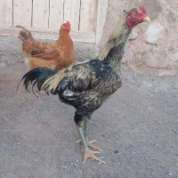 ۶میلیون