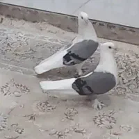 جفت سوز هفتی