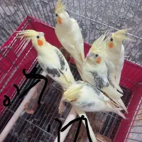 عروس هلندی جفت مولد