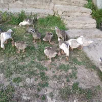 غاز پنجاه روزه