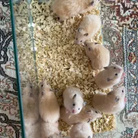همستر|موش و خرگوش|مریوان, |دیوار