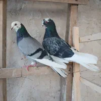 دو جفت مایع کفتر عطیقه