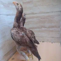 جوجه لاری
