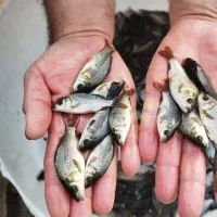 فروش بچه ماهی کپور و آمور