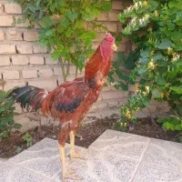 مرغ و خروس لاری
