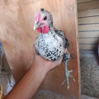 نیمچه خروس
