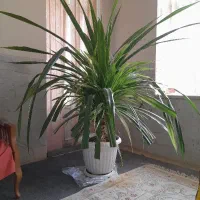 گل وگیاه