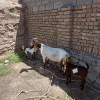 بز زایده