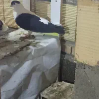 چپ کلاغدم