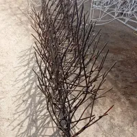 حفاظ روی دیوار ایمن شاخگوزنی بوته خاری نیزه ای و..