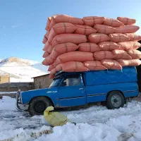 کاه گندم
