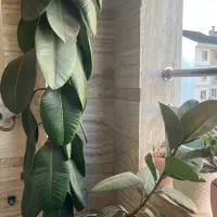 گل فیکوس با گلدان پتینه شده