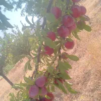 آلو|خوردنی و آشامیدنی|باغ حلی, |دیوار