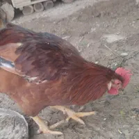 خروس