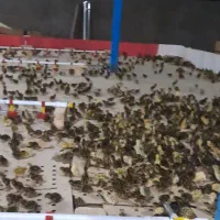 جوجه بلدرچین سنگین وزن