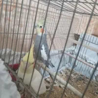 دو عدد عروس اهلی آمد جفت