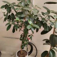 گل فیکوس جنگلی وفیکوس بلک