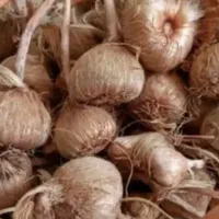 پیاز زعفران