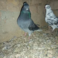 کبوتر|پرنده|اشتهارد, |دیوار