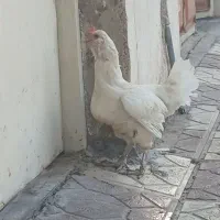 مرغ گلین سفید