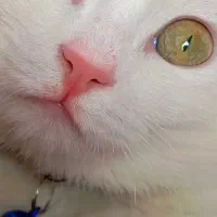 گربه گمشد‌ه