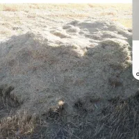 ۳۰ انبار کاه گندم دیم