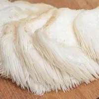قارچ یال شیر