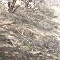 زمین-مسکونی-مزرعه-نو