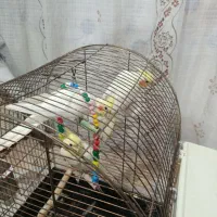 عروس هلندی