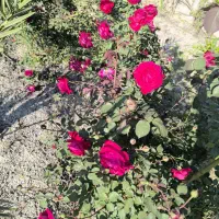 گل محمدی فوری