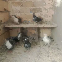 کفتر پرشی