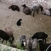 میش و بره
