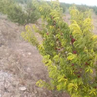 شلیل|خوردنی و آشامیدنی|قیدار, |دیوار
