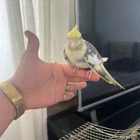 عروس هلندی کاملن رام و سخنگو