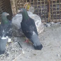 جفت پلاکی