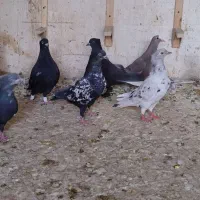 10عدد جوجه بهبهانی