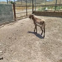 نر بز