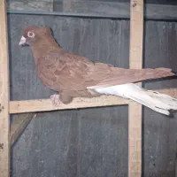 سرخ دم سفید پشت گراف