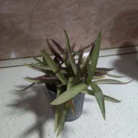 برگ بیدی