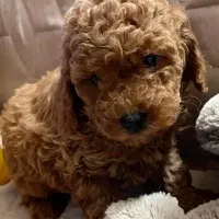 توله اصیل پودل عروسکی